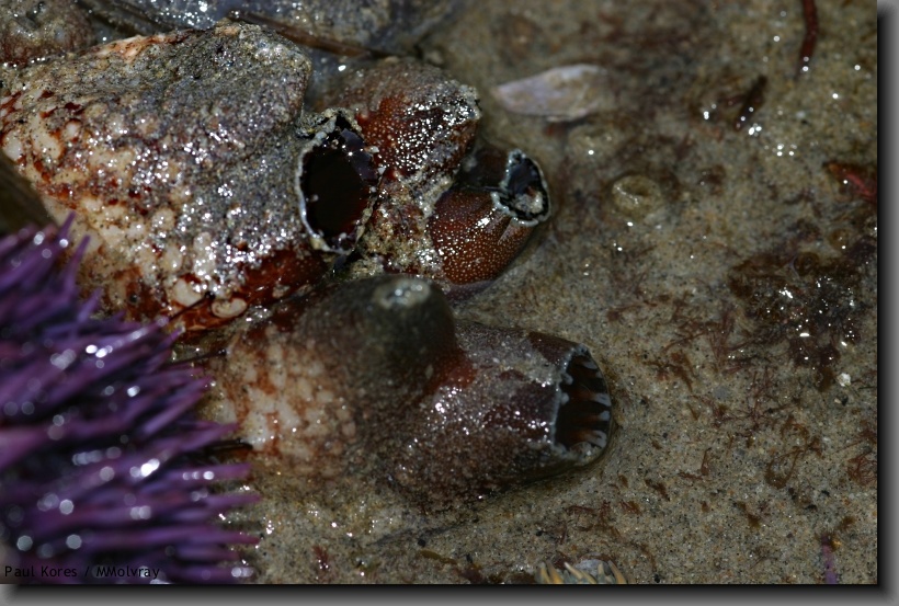 tunicates (Pyura haustor?). Most of the tough reddish body buried in sand, and the pharynx, which does the actual squirting, sticking out.