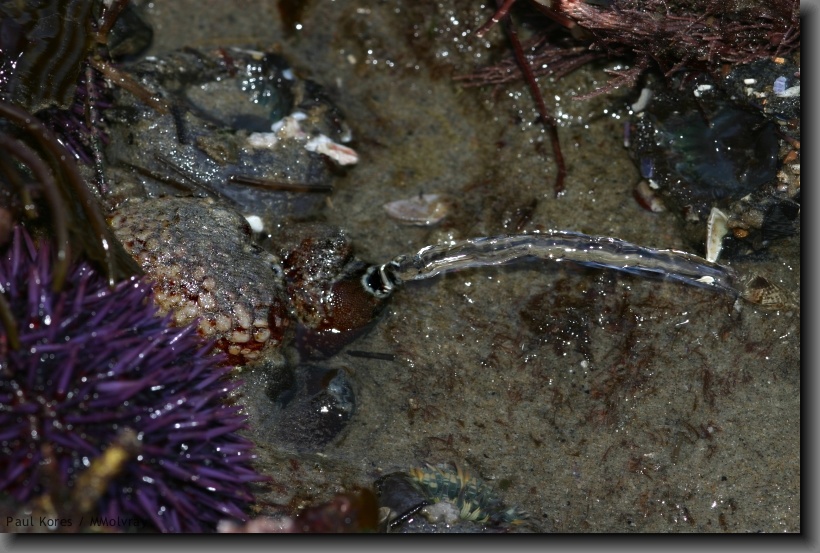 tunicate (Pyura haustor?) mostly buried in sand, squirting out a jet of sea water after filtering its food out